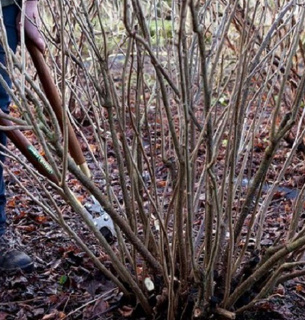 Обрізка смородини та аґрусу весною: правила та техніка
