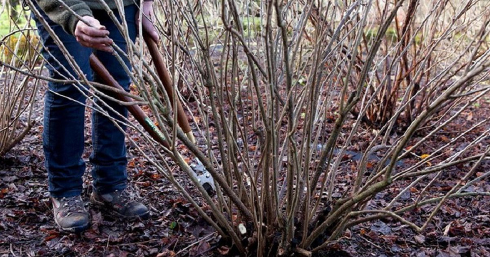 Обрезка смородины и крыжовника весной: правила и техника