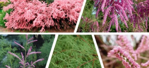 Тамарикс (Tamarix): посадка, уход, популярные виды и использование в дизайне