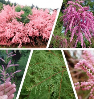 Тамарикс (Tamarix): посадка, догляд, популярні види та використання в дизайні