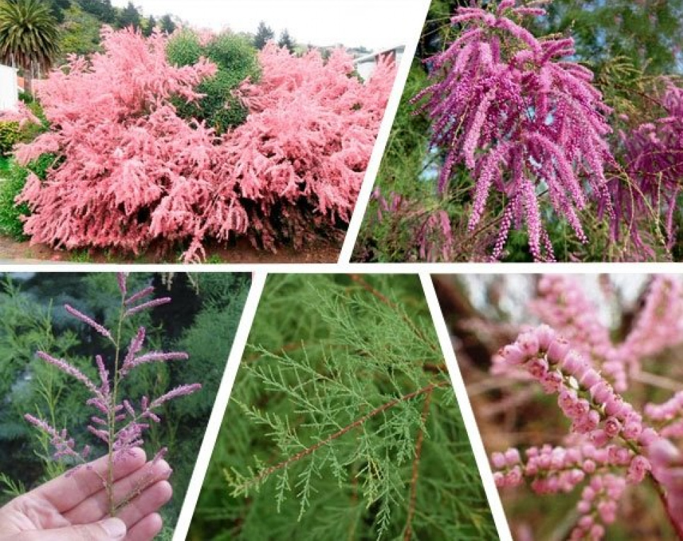 Тамарикс (Tamarix): посадка, догляд, популярні види та використання в дизайні