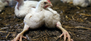 Курча-бройлер