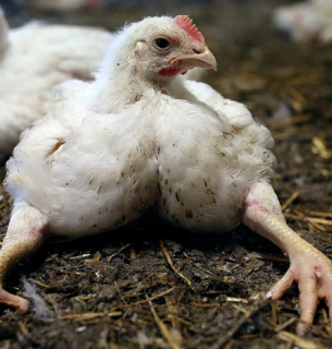 Курча-бройлер