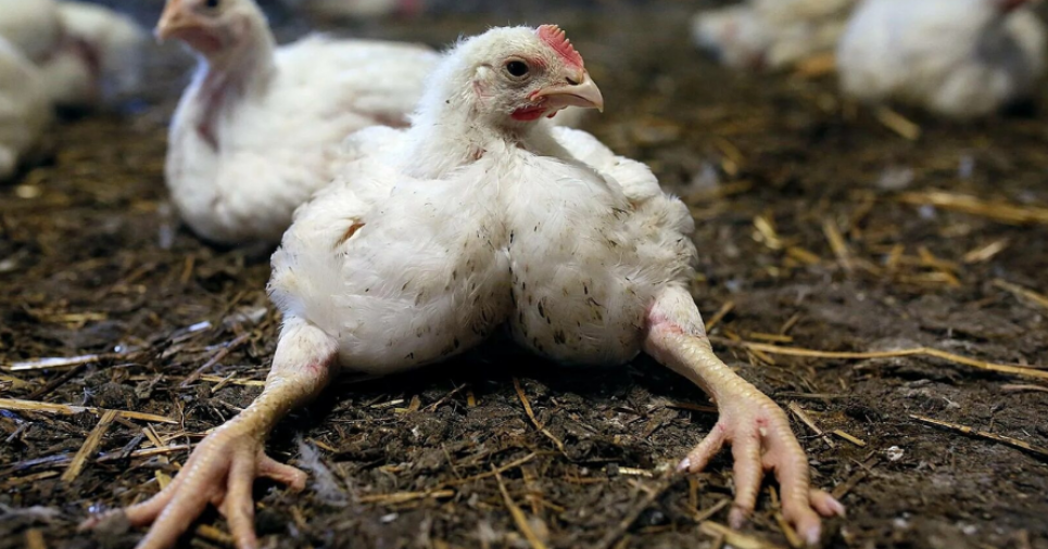 Курча-бройлер