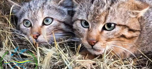 Реабілітація та випуск лісових котів 2026: як ізмаїльські натуралісти врятували рідкісних хижаків