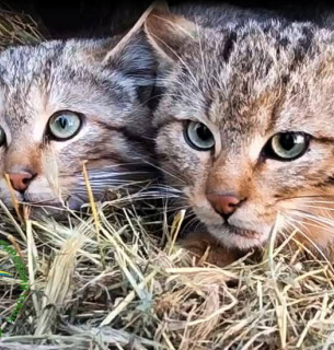 Реабілітація та випуск лісових котів 2026: як ізмаїльські натуралісти врятували рідкісних хижаків