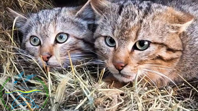 Реабілітація та випуск лісових котів 2026: як ізмаїльські натуралісти врятували рідкісних хижаків