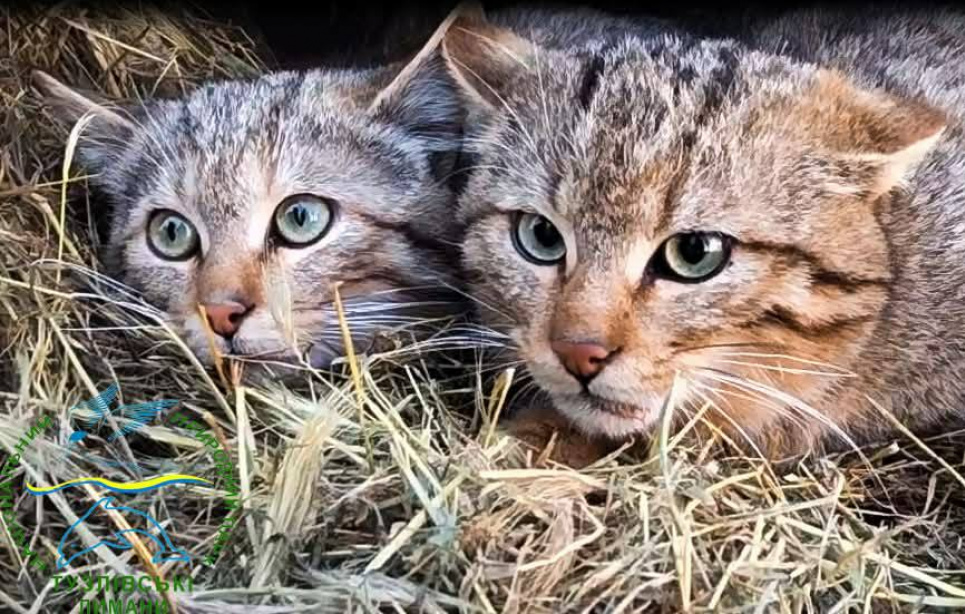 Реабілітація та випуск лісових котів 2026: як ізмаїльські натуралісти врятували рідкісних хижаків