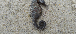 Гибель морских коньков в Одессе