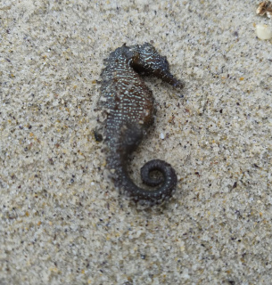 Загибель морських коників в Одесі