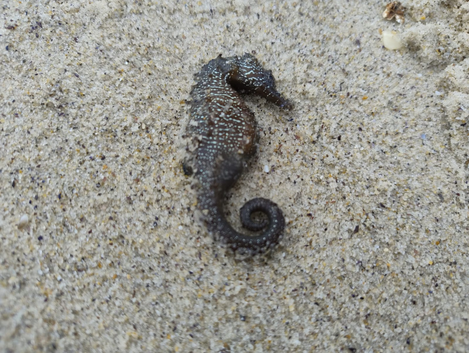 Загибель морських коників в Одесі