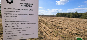 Результаты эксперимента по прямому посеву сосны