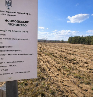 Результаты эксперимента по прямому посеву сосны