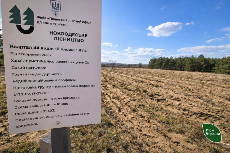 Результати експерименту з прямого висіву сосни