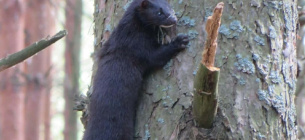 Фото специалистов Чернобыльского заповедника