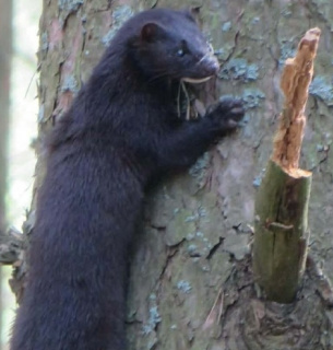Фото фахівців Чорнобильського заповідника