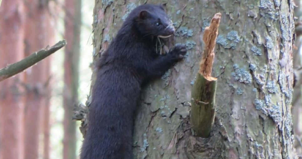 Фото фахівців Чорнобильського заповідника