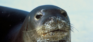 Тихоокеанський тюлень, який якнайкраще зрозумів вислів "просто пливи за течією"