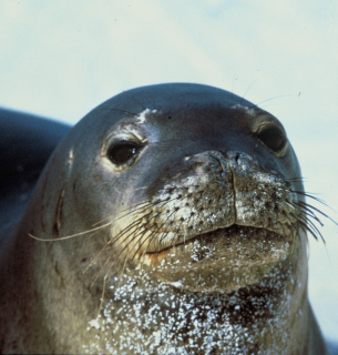 Тихоокеанський тюлень, який якнайкраще зрозумів вислів "просто пливи за течією"