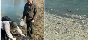 Морская рыба в реке Альта