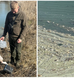 Мор риби в річці Альта