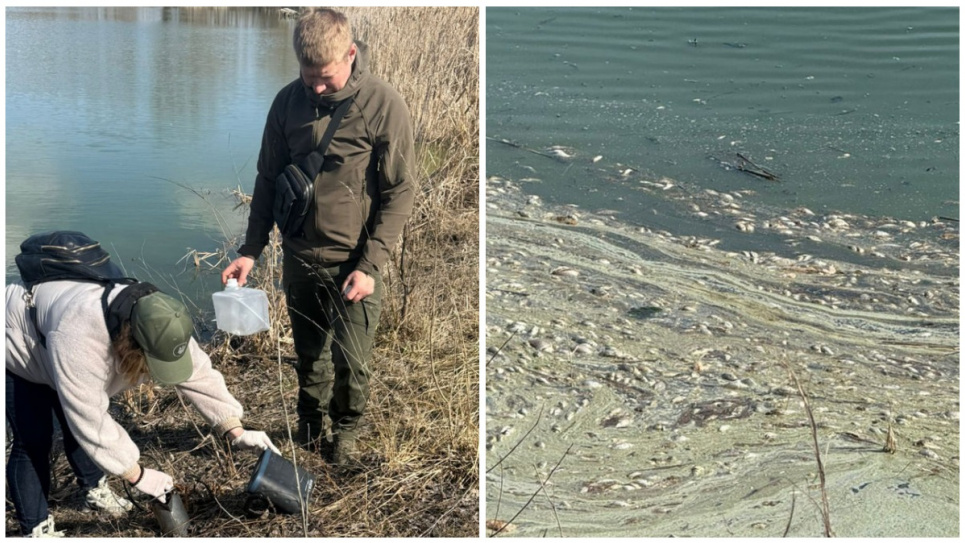 Морская рыба в реке Альта