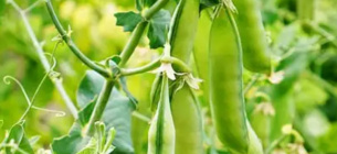 Украина начинает экспорт гороха в Китай