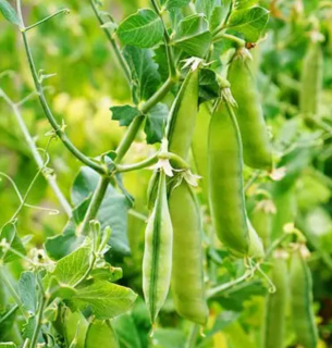 Україна розпочинає експорт гороху до Китаю