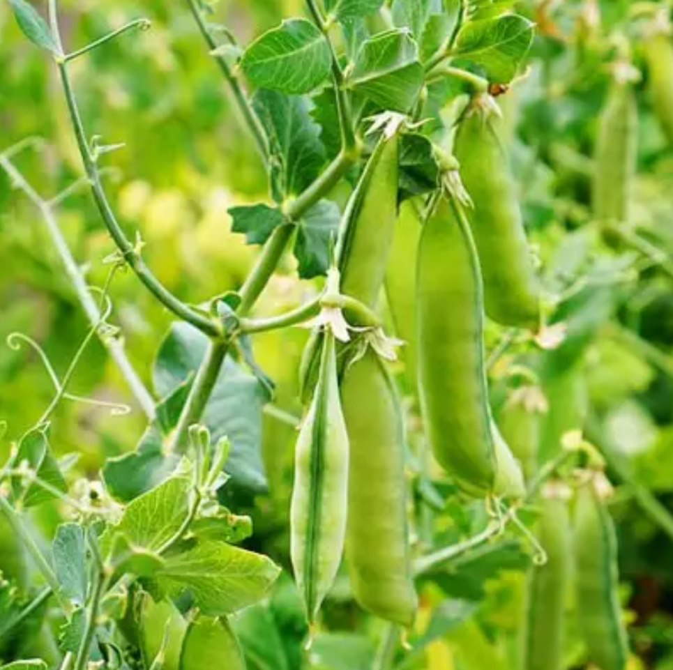 Україна розпочинає експорт гороху до Китаю