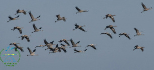 Сірі журавлі в Одеській області 2026