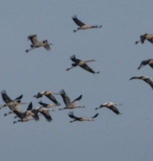 Сірі журавлі в Одеській області 2026