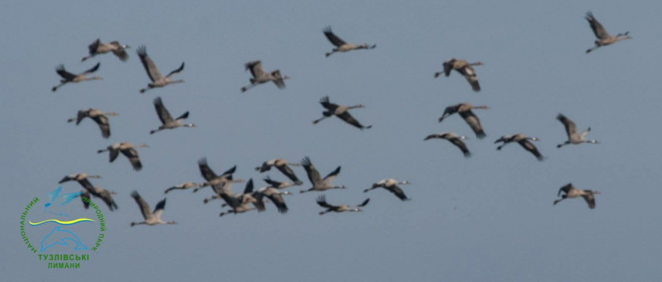 Сірі журавлі в Одеській області 2026