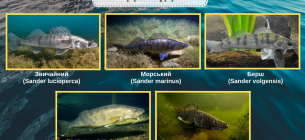 Судак — цікаві факти про рибу: етимологія, історія та правила вилову 2026