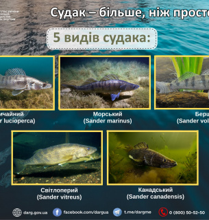 Судак — цікаві факти про рибу: етимологія, історія та правила вилову 2026
