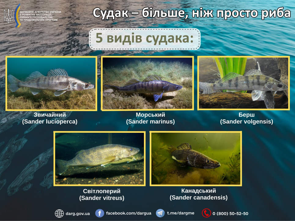 Судак — цікаві факти про рибу: етимологія, історія та правила вилову 2026