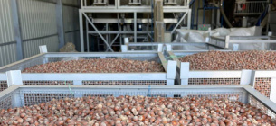 Полный цикл переработки фундука в Одесской области: первое в Украине производство