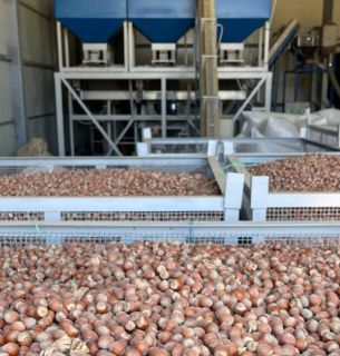 Повний цикл переробки фундука на Одещині: перше в Україні виробництво