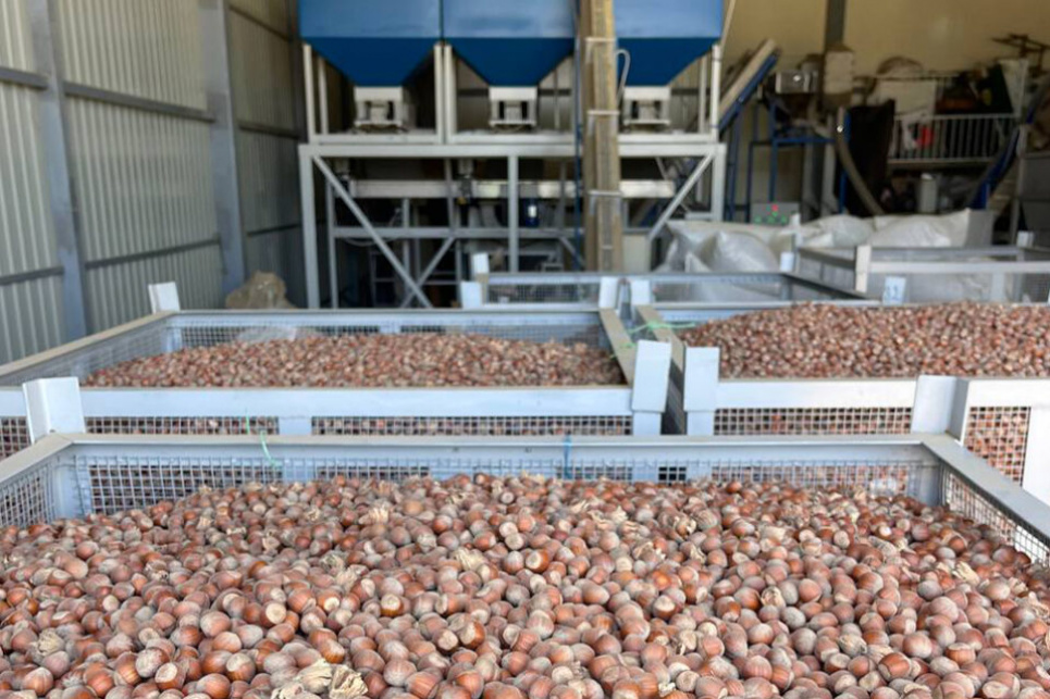 Повний цикл переробки фундука на Одещині: перше в Україні виробництво