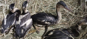 Спасение птиц после экологической катастрофы в Одесской области