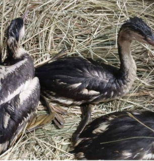 Спасение птиц после экологической катастрофы в Одесской области
