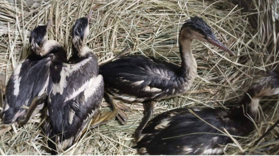 Спасение птиц после экологической катастрофы в Одесской области