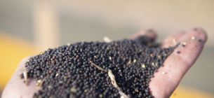 Аграрии потеряли 200 млн долларов за полгода действия ограничений