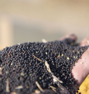 Аграрии потеряли 200 млн долларов за полгода действия ограничений