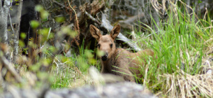 Сезон тиші в Україні: правила поведінки в лісах з 1 квітня по 15 червня