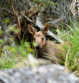 Сезон тишины в Украине: правила поведения в лесах с 1 апреля по 15 июня. Фото: Sonder_Unsplash