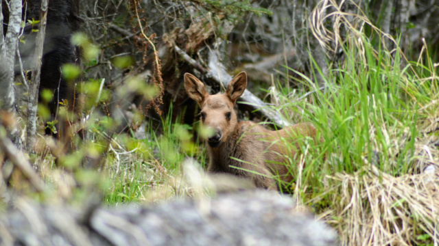 Сезон тиші в Україні: правила поведінки в лісах з 1 квітня по 15 червня