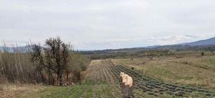 Крадіжка на лавандовому полі