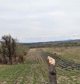 Кража на лавандовом поле