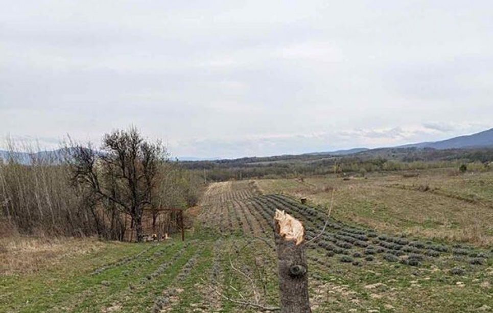 Крадіжка на лавандовому полі