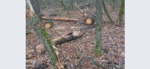 ГБР завершило расследование хищения леса в НПП «Белоозерский»